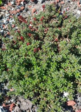 Sedum-green-roof-trial-02