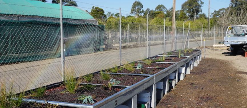 green-roof-trial