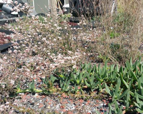 Sedum-green-roof-trial