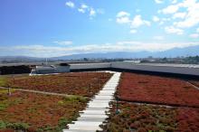 Sedum roofs w shallow profiles Cost efficient